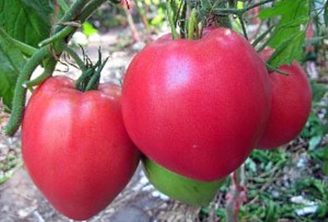Tomatenbüsche Schwergewicht Sibirien