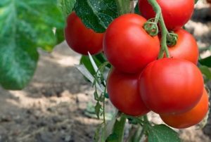 Các giống cà chua chùm tốt nhất cho nhà kính và mặt đất