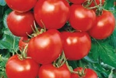 sumuiset tomaatit