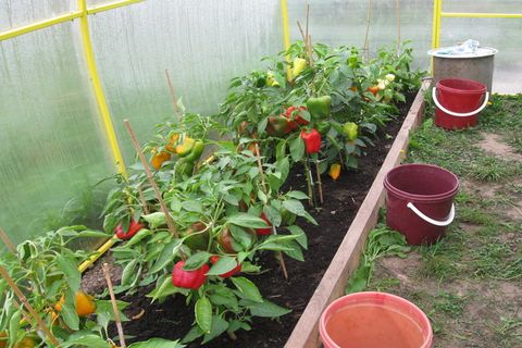 vizinhos de pimenta