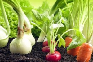 Čo je lepšie zasadiť vedľa papriky v skleníku a na otvorenom poli