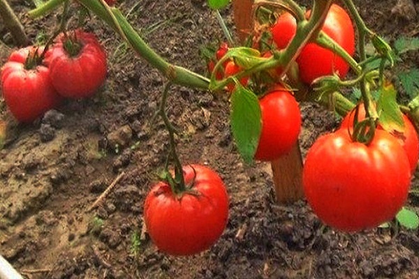 Tomaten-Superbombe
