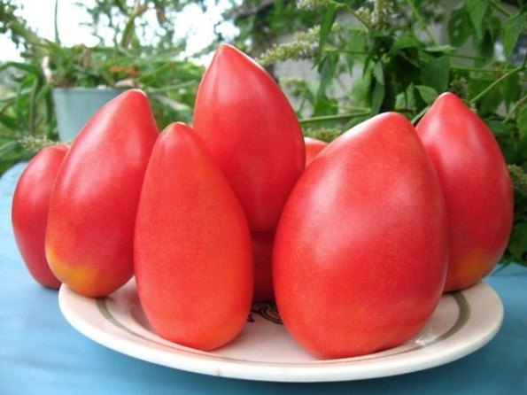 tomat supermodel på en tallerken