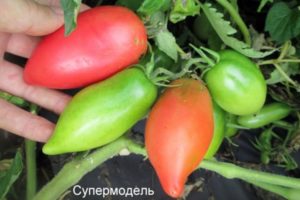 Characteristics and description of the tomato variety Supermodel
