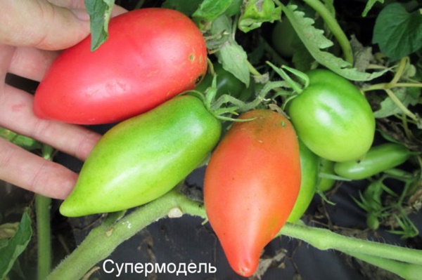 krzewy pomidorów supermodelka
