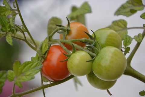tomate précoce