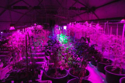 phyto lamps for seedlings