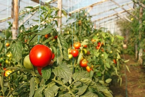 závesné paradajky