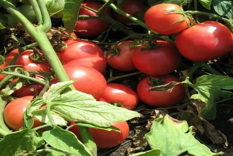 tomaat tarpan