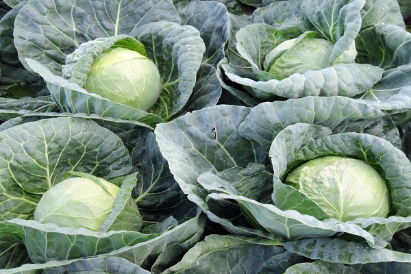 ultra early cabbage