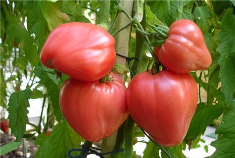 güçlü domates