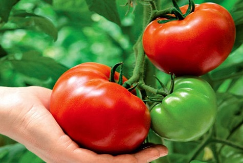 sosteniendo un tomate