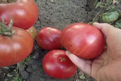 cultivo de tomate rosa Altai