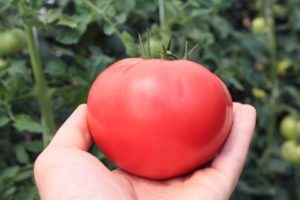 Descripción de la variedad de tomates Altai rosa, rendimiento.