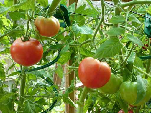 tomate Marfushechka Darling en campo abierto