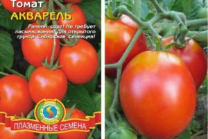 Descripción de la variedad de tomate Aquarelle y sus características