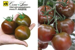 Descripción de la variedad de tomate Ashdod y sus características.