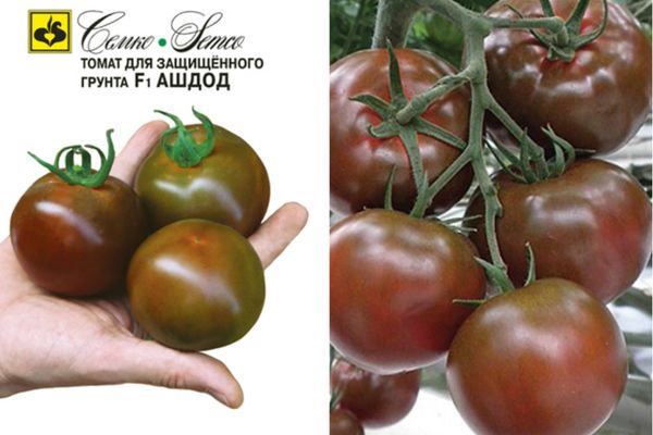 Hibrizi de tomate