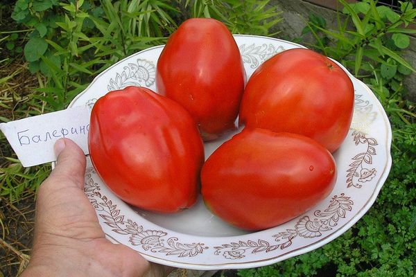 Balerīnas tomāti