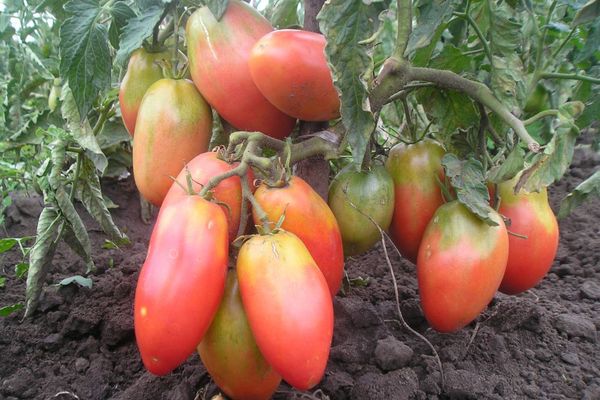 Unreife Tomaten