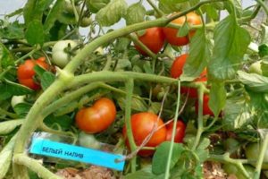 Các giống cà chua tốt nhất và năng suất nhất cho làn đường giữa trên cánh đồng trống và nhà kính