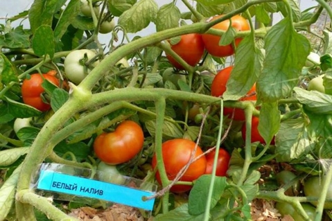 krzewy pomidorów Białe wypełnienie
