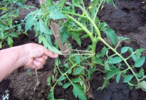 De bedste måder at binde tomater ordentligt i drivhuset og det åbne felt