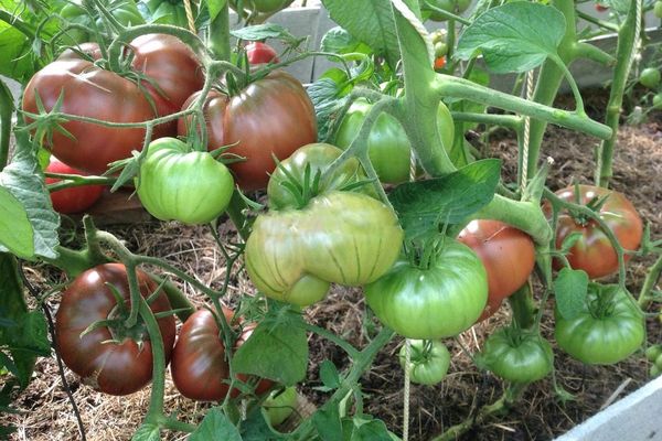 Kasvihuone tomaatit