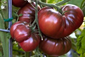 Kuvaus tomaattibisoni mustan lajikkeen lajikkeesta ja sen ominaisuuksista