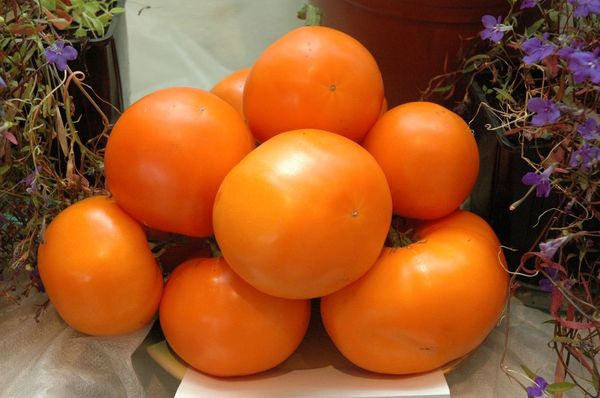 Dekaanin tomaatit