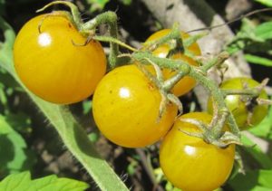 Beskrivelse af Dean-tomatsorten og dens egenskaber