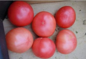 Egenskaber og beskrivelse af tomatsorten Favorit