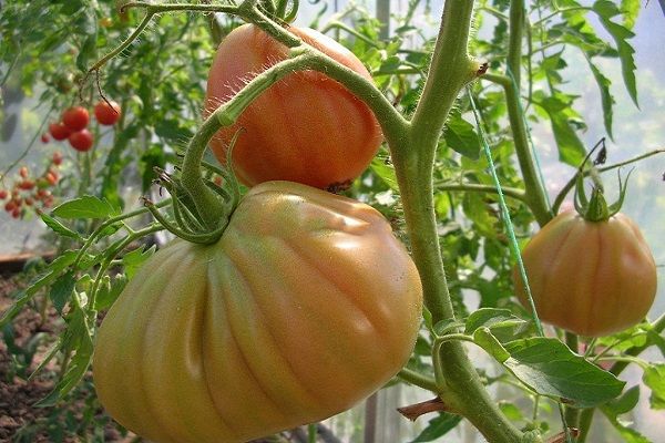 Umodne tomater