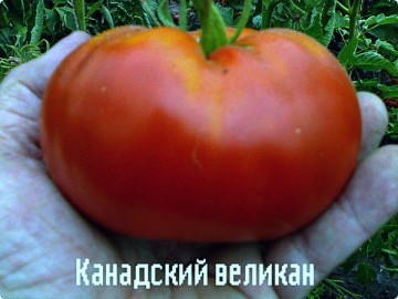 tomate géante canadienne