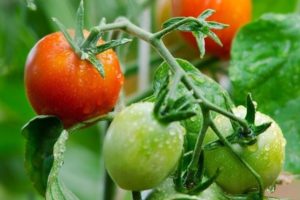 Beschrijving van de tomatenvariëteit May Rose en zijn kenmerken