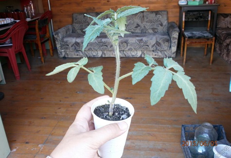 cây giống cà chua Nastya sibiryachka