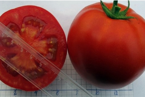 Tomato Snehuliak f1 vo vnútri