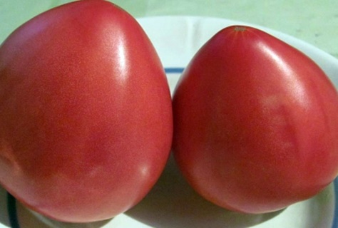 tomātu smagās Sibīrijas izskats