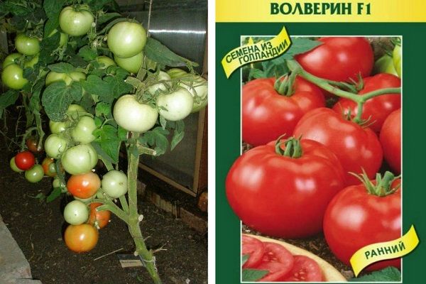Ang mga hybrid na Tomato