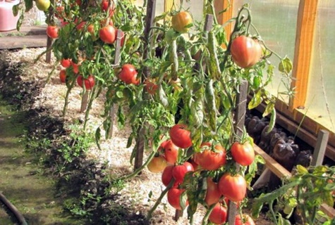 tomatoes heavyweight siberia in the greenhouse