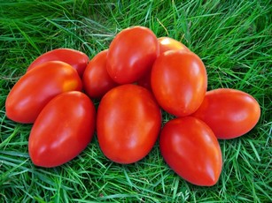 Tomatenprinzessin auf dem Gras