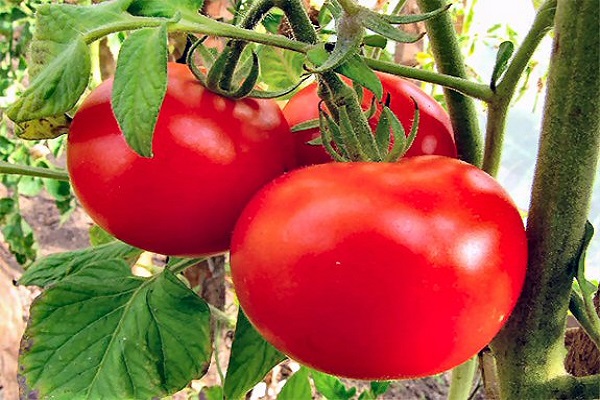 tomaat astrakan