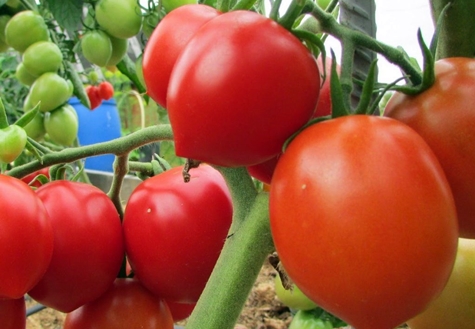 Tomatenbüsche Budenovka