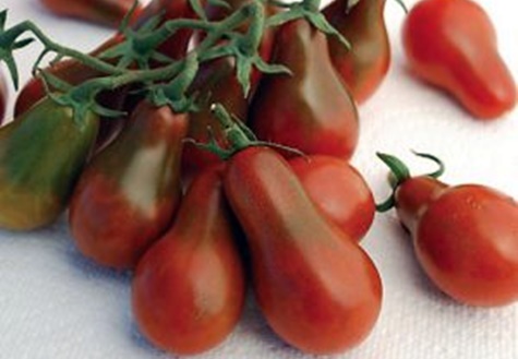 masada siyah armut domates