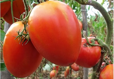 arbustos de tomate princesa