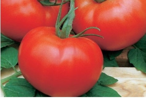 Aussehen der Tomate la la fa
