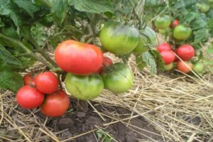 Description and characteristics of the tomato variety Pink leader