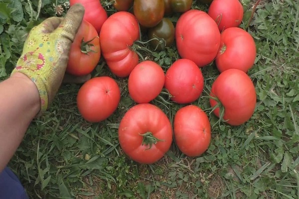 hånd til tomaterne