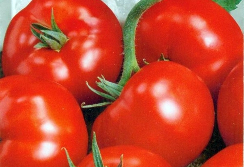 cây cà chua 100 phần trăm f1