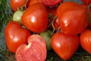 Mô tả và đặc điểm của cà chua Sương sáo